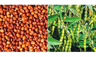 Pigeon Pea Red (Arhar Whole/