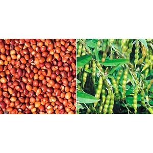 Pigeon Pea Red (Arhar Whole/