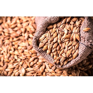 Barley