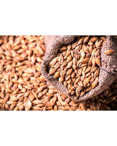 Barley-11537556