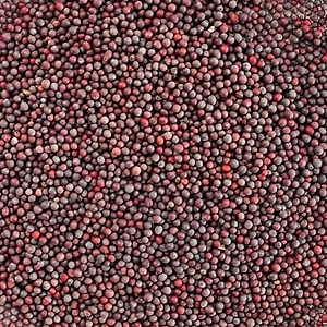 Mustard Seeds