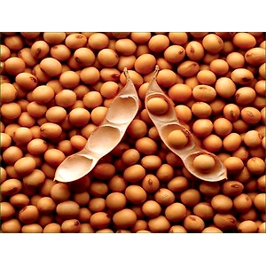 Soybean Seeds