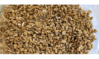 Ajwain Seeds (Bishop's Weeds/Carom Seeds)