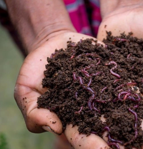 vermicompost fertilizer-2