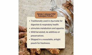 Alpinia Galanga Wild Koshtha Kulinjan Powder Organic Indian Free Ship 100gm