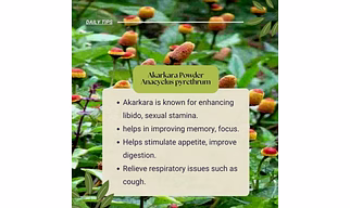 Anacyclus pyrethrum Akarkara Powder Pellitory Organic Indian 100gm