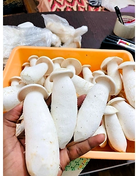 MUSHROOMS