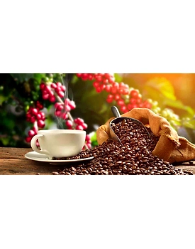 Green Coffee Beans - Robusta