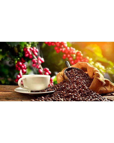 Green Coffee Beans - Robusta-11543588