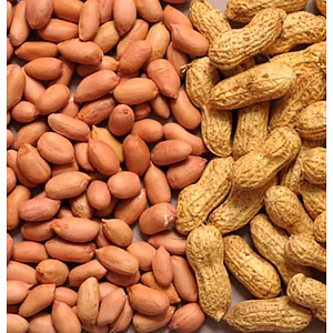 Groundnut