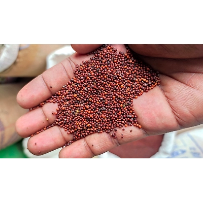 FINGER MILLET RAGI-11548848