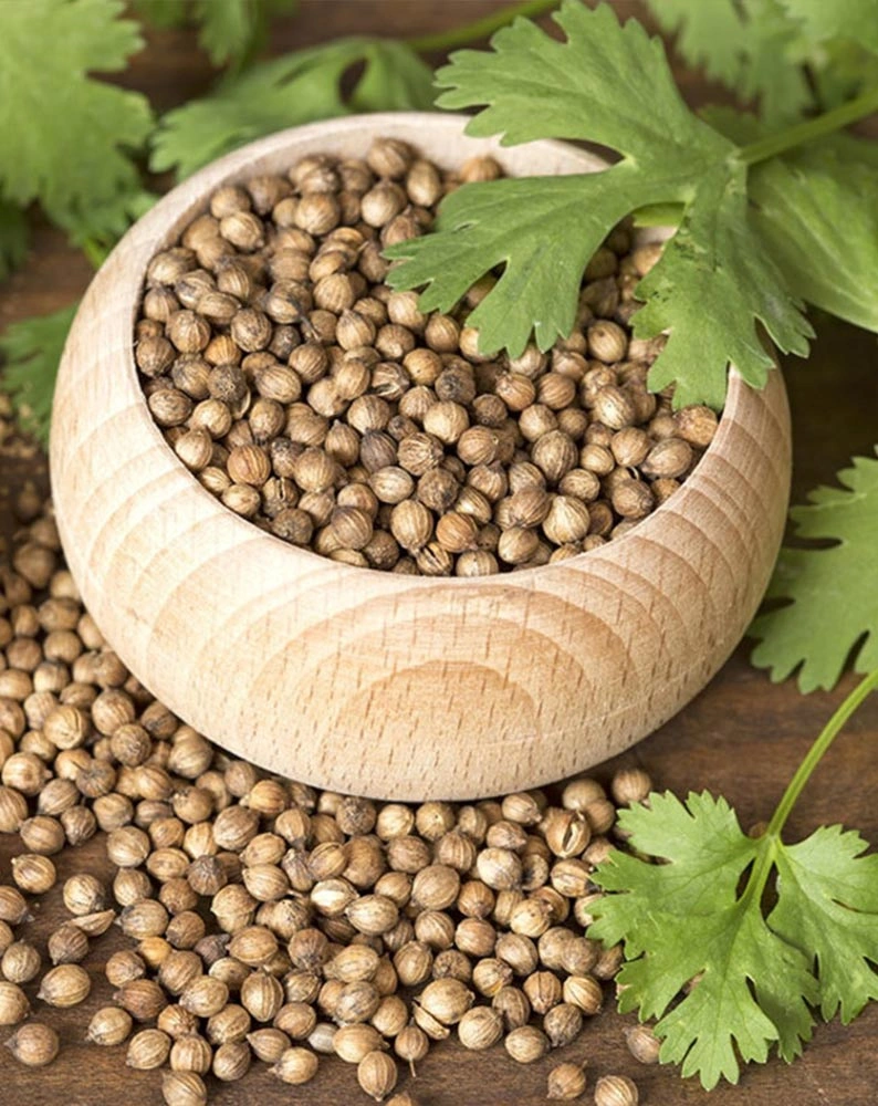 Coriander Seeds-1003