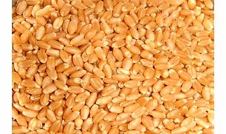 Wheat Seed