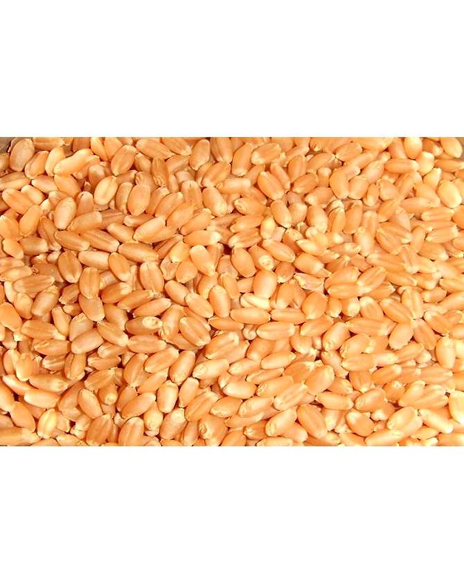 Wheat Seed-12332736