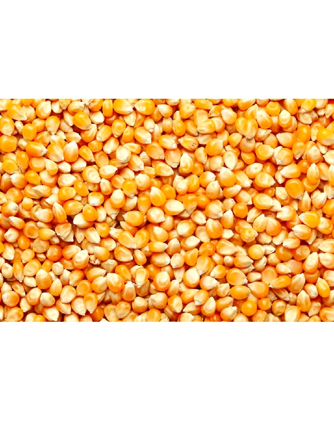 Maize Seeds-4