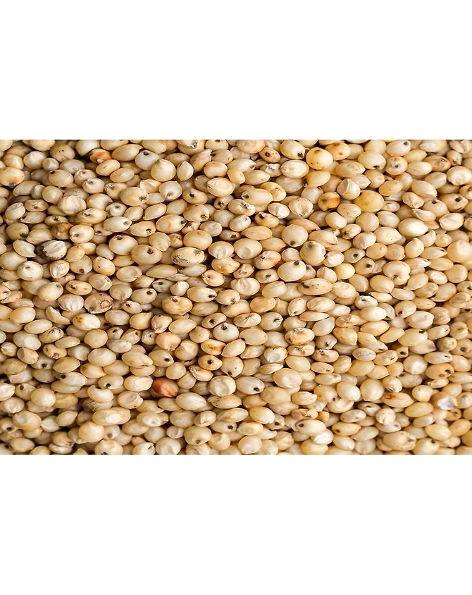 Jawar Seeds-1