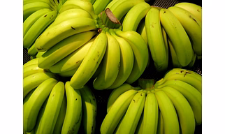 G9 Cavendish Banana