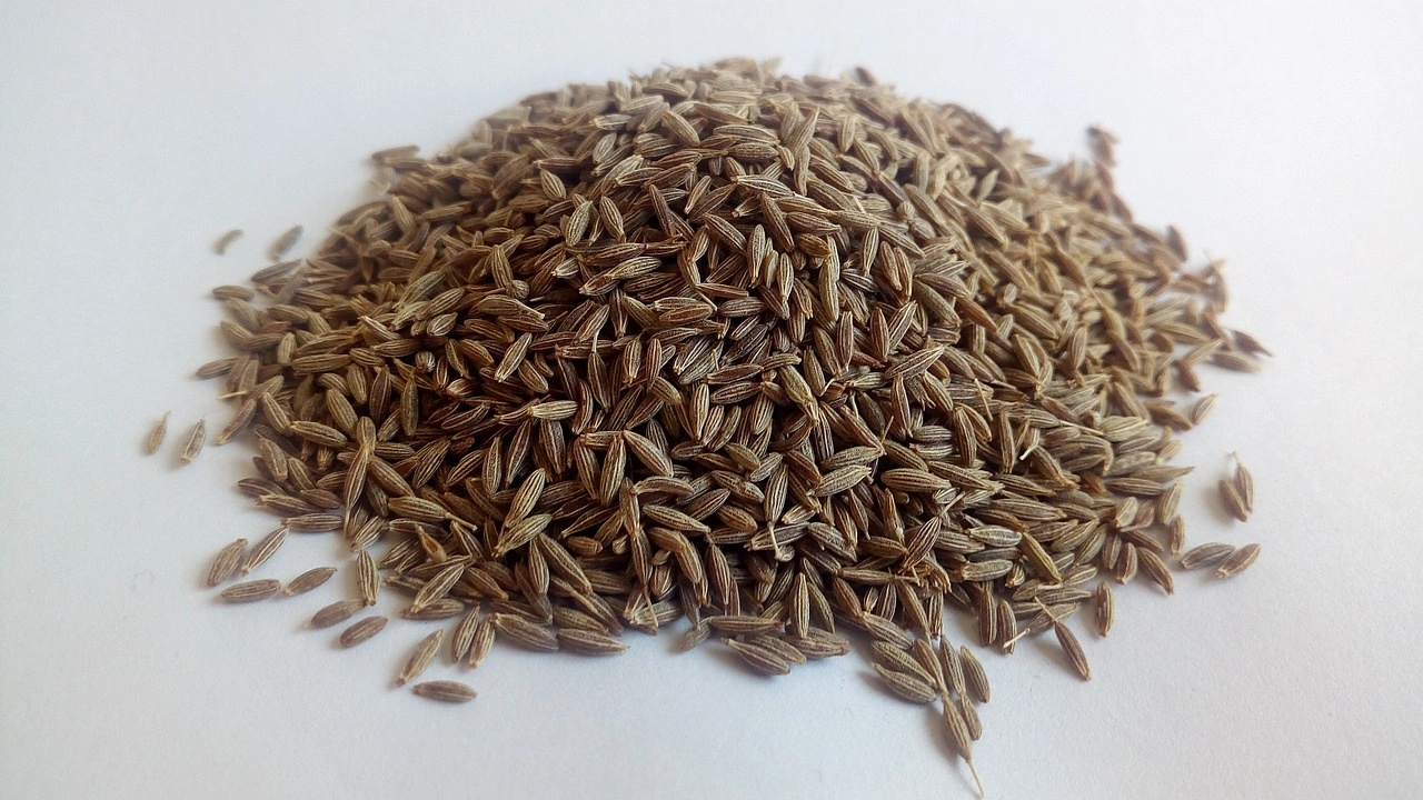 Cumin Seed-MAI1009