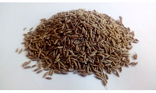 Cumin Seed
