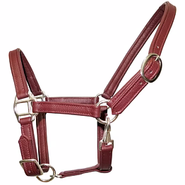 premium leather horse halter with brass hardware