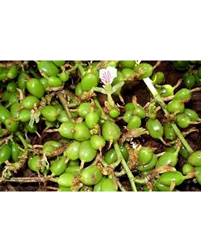 SPICES GREEN CARDAMOM-4