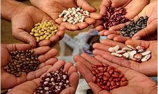 Seed Colour Coating Polymer