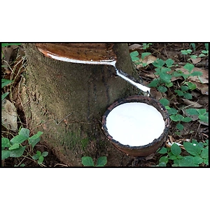 Natural Rubber Latex - 60% DRC