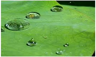Water Proofing Latex For Paper Coating