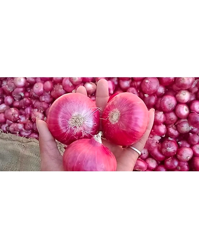ONION-11591020