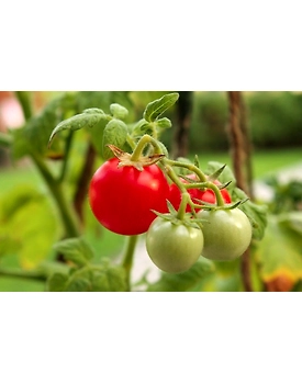 Tomato