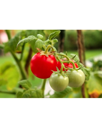 Tomato-11608626