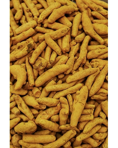 Organic Turmeric Finger-3