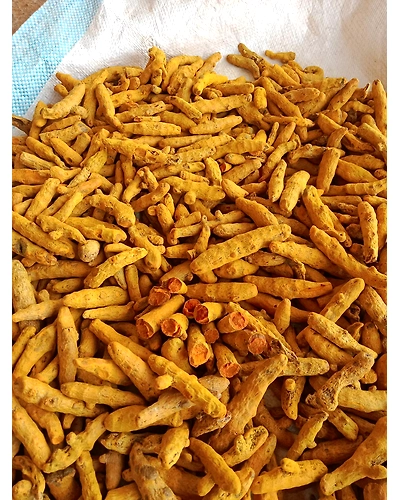 Organic Turmeric Finger-1