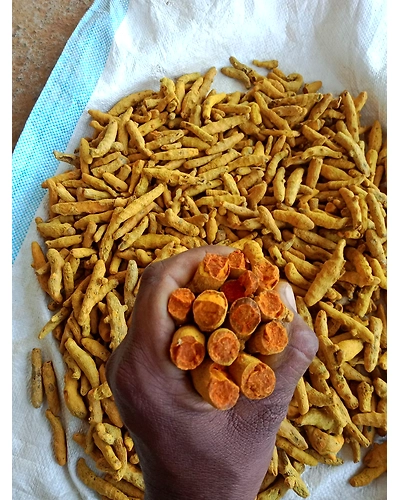 Organic Turmeric Finger-2