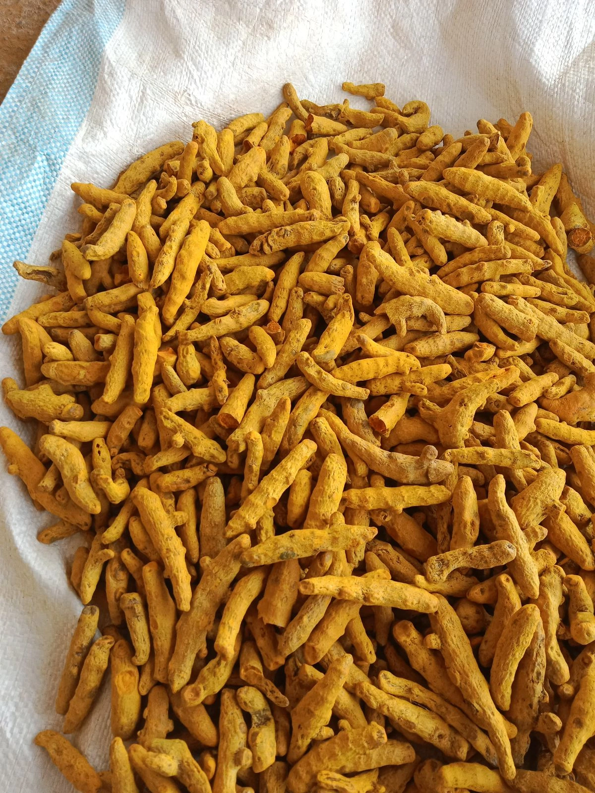 Organic Turmeric Finger-12650067