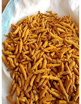 Organic Turmeric Finger