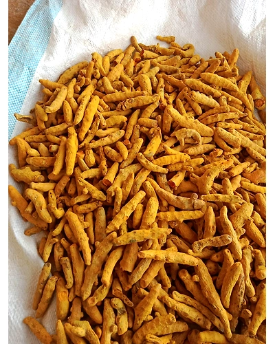 Organic Turmeric Finger-12650067