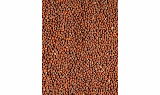 Brown Mustard Seeds