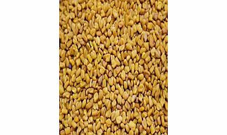 Fenugreek Seeds