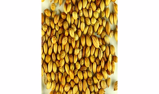 Coriander Seeds