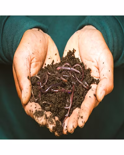 Vermicomposit-4