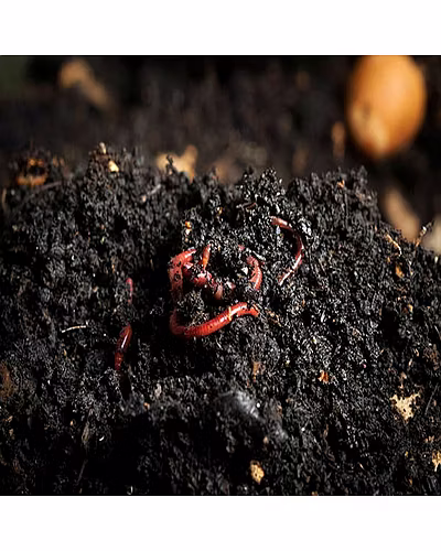 Vermicomposit-3