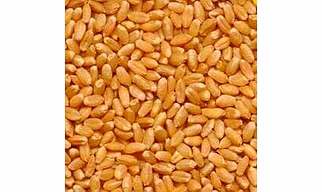 Sharbati wheat