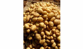 HYSM Potatoes
