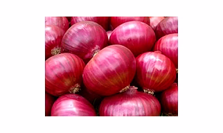 Garva Double patti Onion