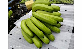 Cavendish Banana Exporter and Supplier from India - Naskar Exim