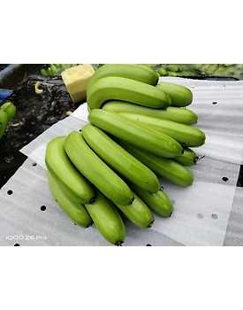 Cavendish Banana Exporter and Supplier from India - Naskar Exim