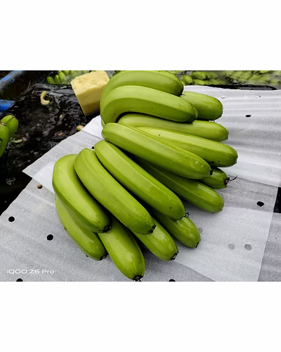 Cavendish Banana Exporter and Supplier from India - Naskar Exim-12707327