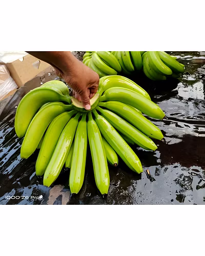 Cavendish Banana Exporter and Supplier from India - Naskar Exim-1