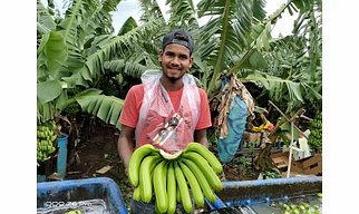 Cavendish Banana Exporter and Supplier from India - Naskar Exim